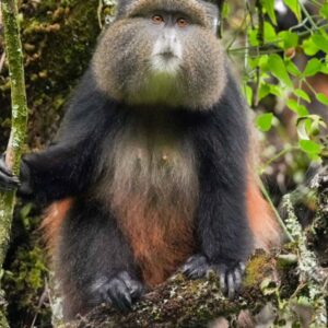 Golden Monkey Tracking with Antique Safari Adventures