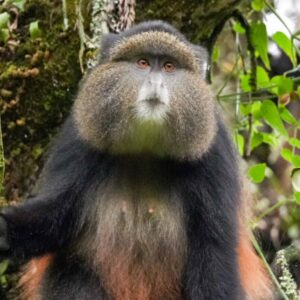 Golden Monkey Tracking with Antique Safari Adventures