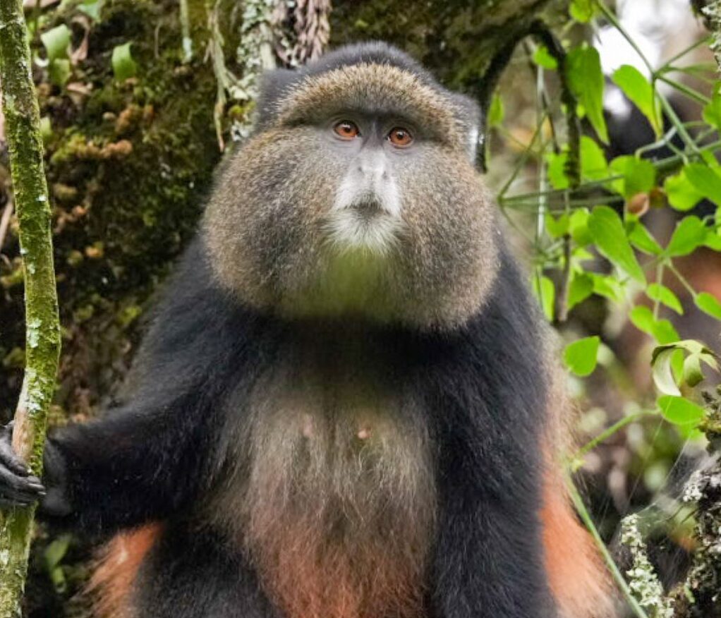Golden Monkey Tracking with Antique Safari Adventures