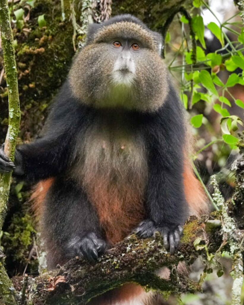 Golden Monkey Tracking with Antique Safari Adventures