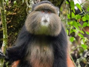 Golden Monkey Tracking with Antique Safari Adventures