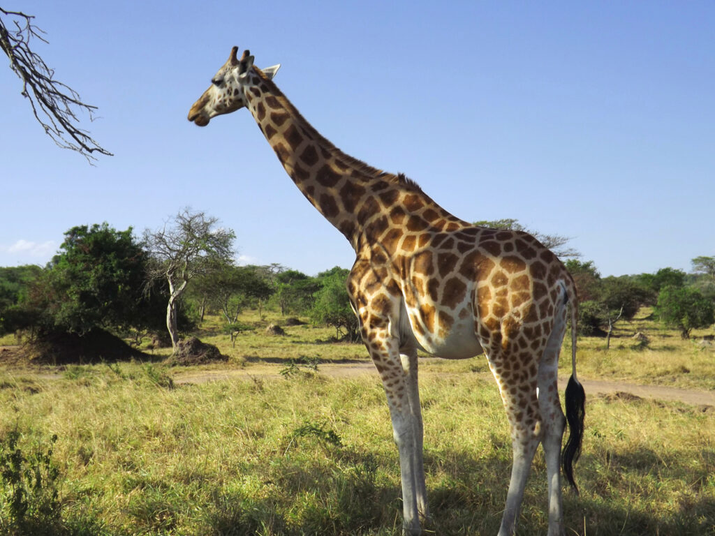 Giraffe on a game drive Safari in Murchison Falls National Park with Antique Safari Adventures