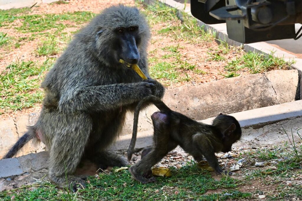13-Day Uganda Rwanda Congo And Burundi: Gorillas Chimpanzees and Big 5 - Image 7