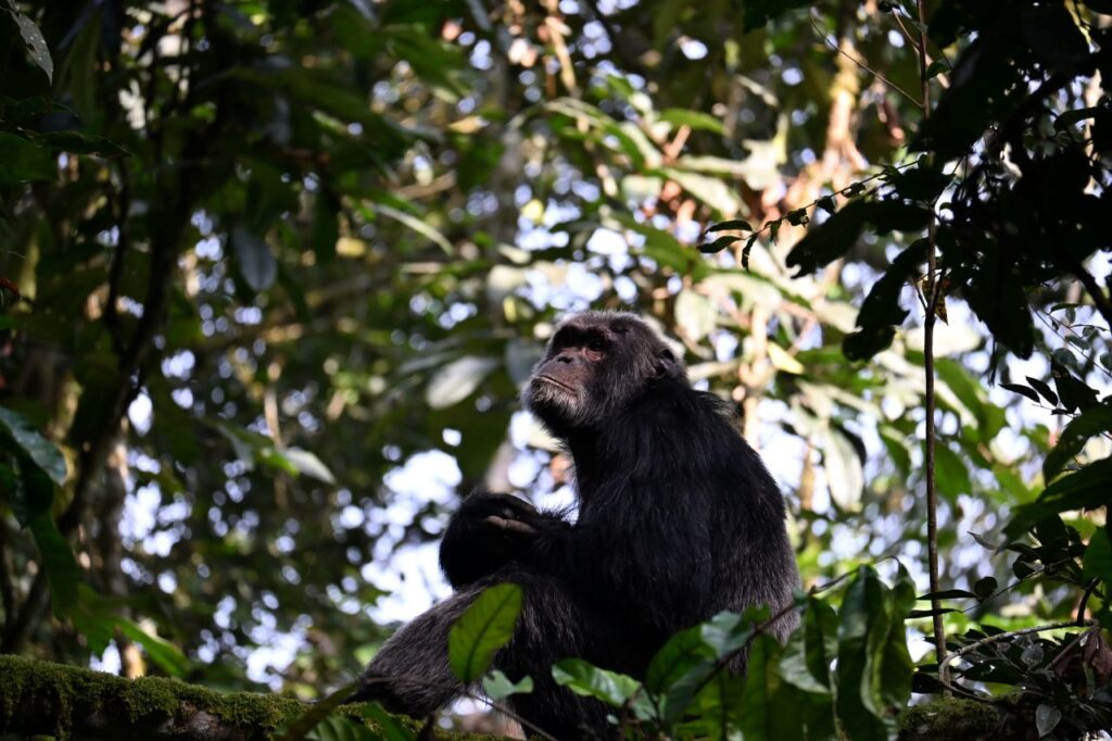 13-Day Uganda Rwanda Congo And Burundi: Gorillas Chimpanzees and Big 5 - Image 8