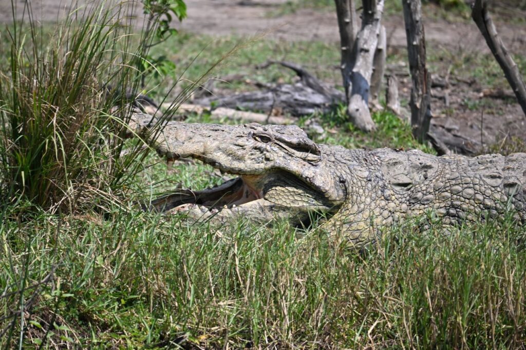 22-Day Gorillas Chimpanzees Great Migration And Hiking - Image 3
