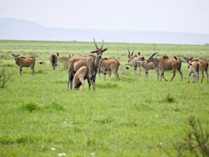 14-Day Kenya Uganda Rwanda: Great Migration And Primates