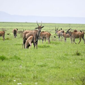 14-Day Kenya Uganda Rwanda: GreatMigration And Primates