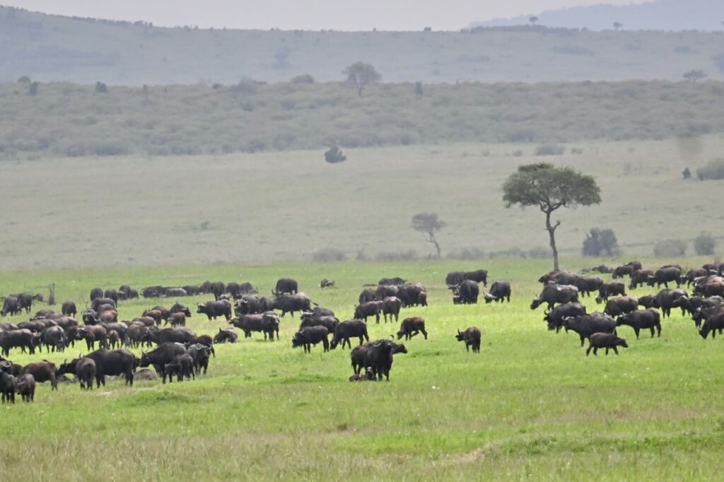 14-Day Gorilla trekking and great migration safari - Image 5