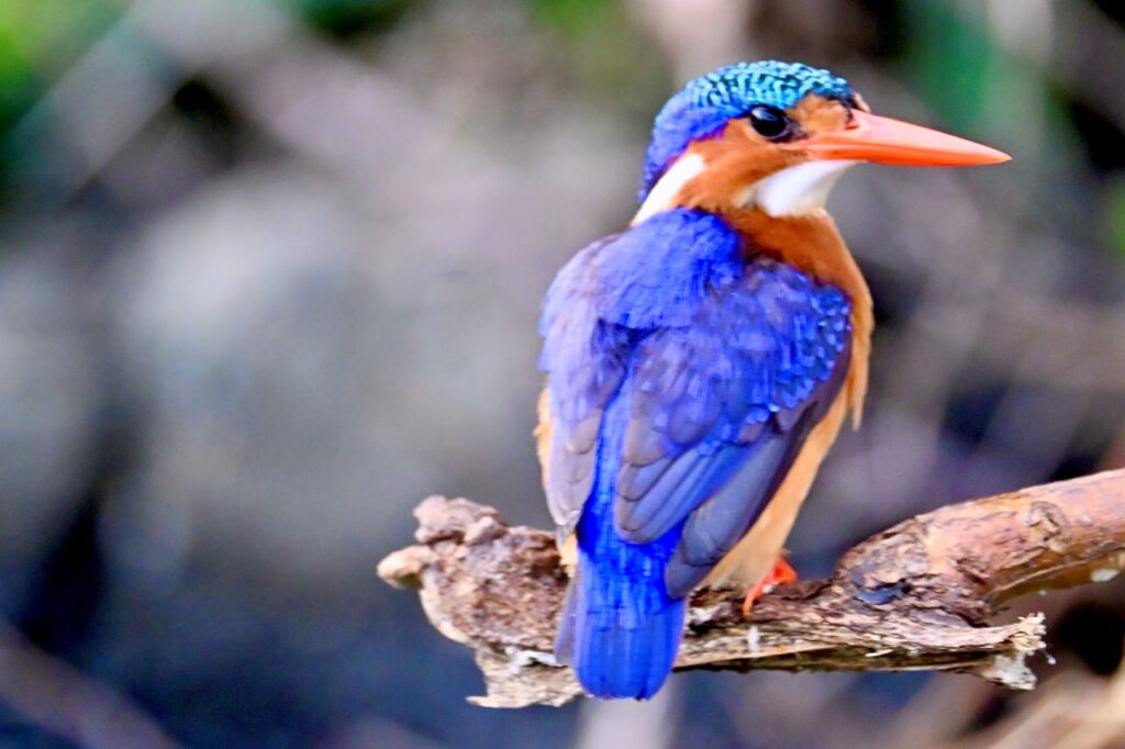 13-Day Uganda Rwanda Congo And Burundi: Gorillas Chimpanzees and Big 5 - Image 6