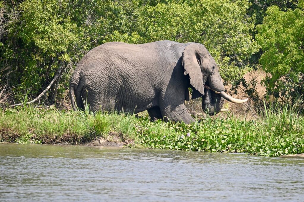 22-Day Gorillas Chimpanzees Great Migration And Hiking - Image 2