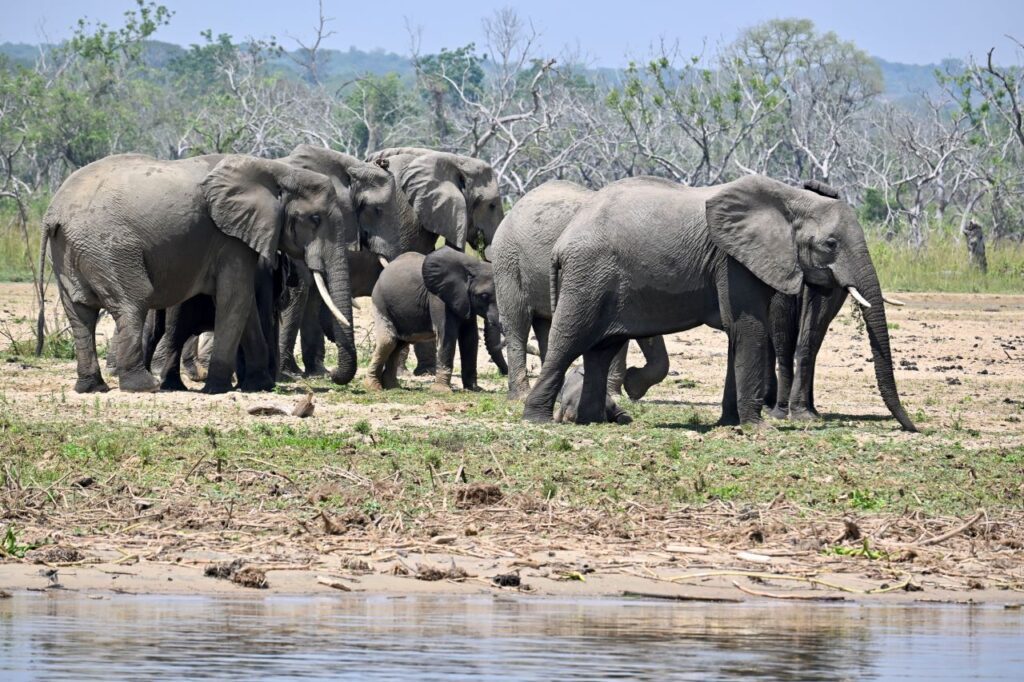 13-Day Uganda Rwanda Congo And Burundi: Gorillas Chimpanzees and Big 5 - Image 5