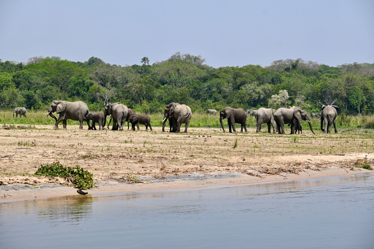 6-Day Big Five Safari in Uganda