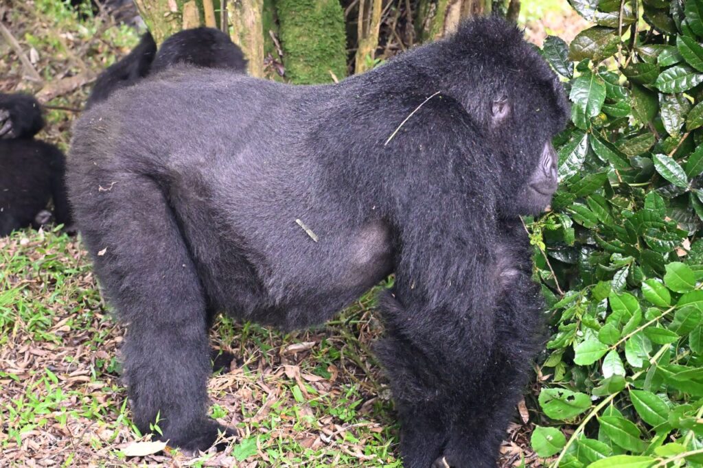 22-Day Gorillas Chimpanzees Great Migration And Hiking - Image 4
