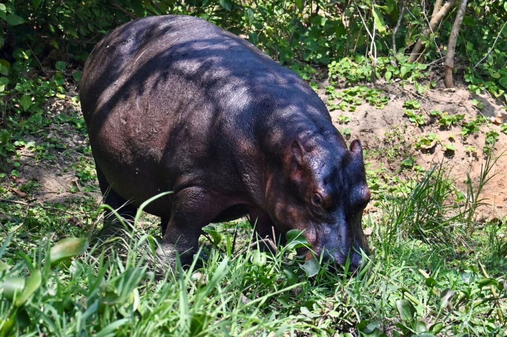 13-Day Uganda Rwanda Congo And Burundi: Gorillas Chimpanzees and Big 5 - Image 2