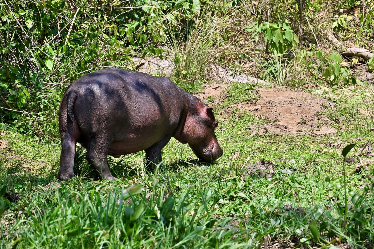 6-Day Big Five Safari in Uganda