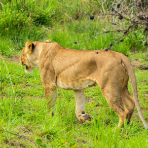 6-Day Uganda Wildlife Viewing: Murchison Falls, Lake Mburo, Queen Elizabeth National Parks
