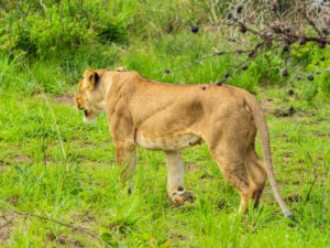 6-Day Uganda Big Five And Waterfalls Safari