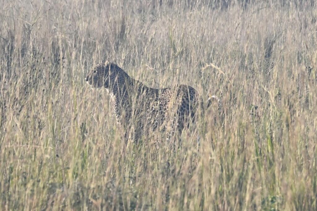 8-Day Gorilla trekking and Big five Safari - Image 4