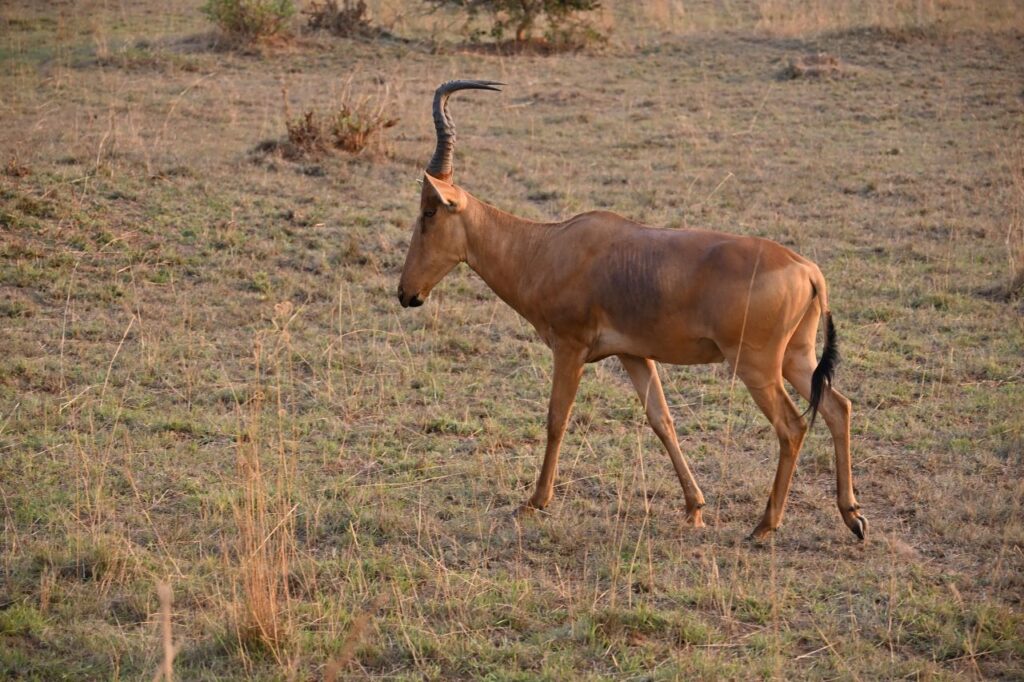 13-Day Uganda Rwanda Congo And Burundi: Gorillas Chimpanzees and Big 5 - Image 9