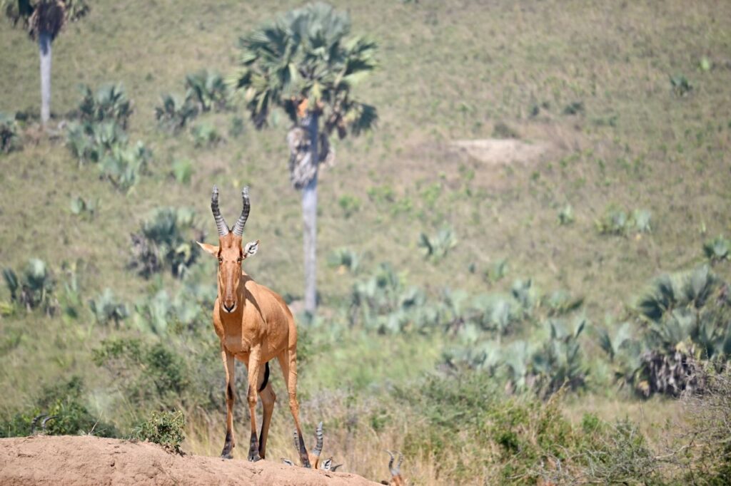 22-Day Gorillas Chimpanzees Great Migration And Hiking - Image 5