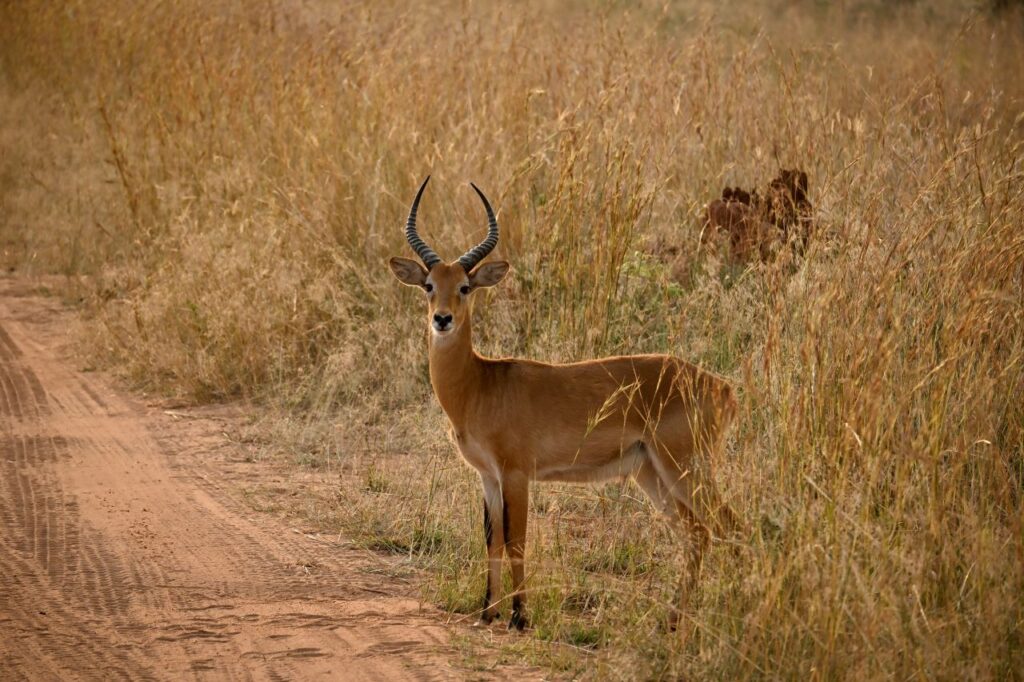 22-Day Gorillas Chimpanzees Great Migration And Hiking - Image 6