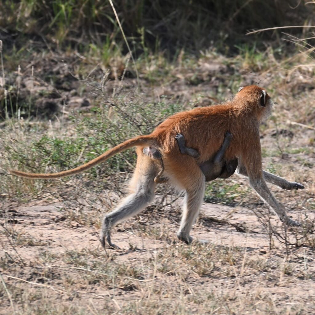 22-Day Gorillas Chimpanzees Great Migration And Hiking - Image 9