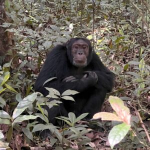 3-Day Chimpanzee And Gorilla Trekking Safari in Uganda
