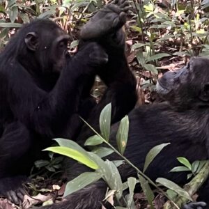 8-Day Uganda Safari Adventure Murchison Falls Chimpanzees and Gorilla Trekking