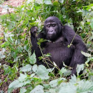 Gorilla Trekking Day Tour At Bwindi Forest, Uganda