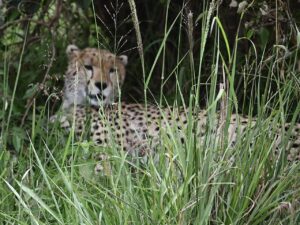 12-Day Tanzania Kenya Uganda Rwanda Great Migration And Primates