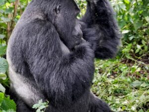 5-Day Uganda: Gorilla Trekking Chimpanzee Traking And Big Five