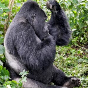 5-Day Uganda: Gorillas & Chimpanzees With Game Drive Safari