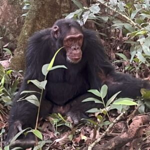 22-Day East Africa Safari : Gorillas, Chimpanzees, Great Migration And Hiking