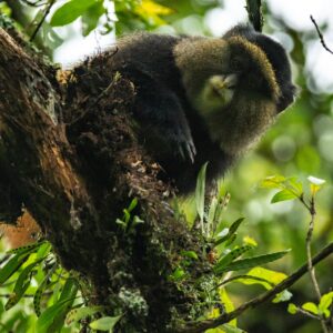 8-Day Rwanda& Burundi: Primates, Big Five And Cultural Experience