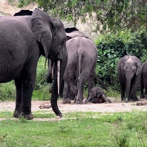 10- Days Uganda, Rwanda, Tanzania, Congo& Burundi: Gorillas Chimpanzees& cultural Tour