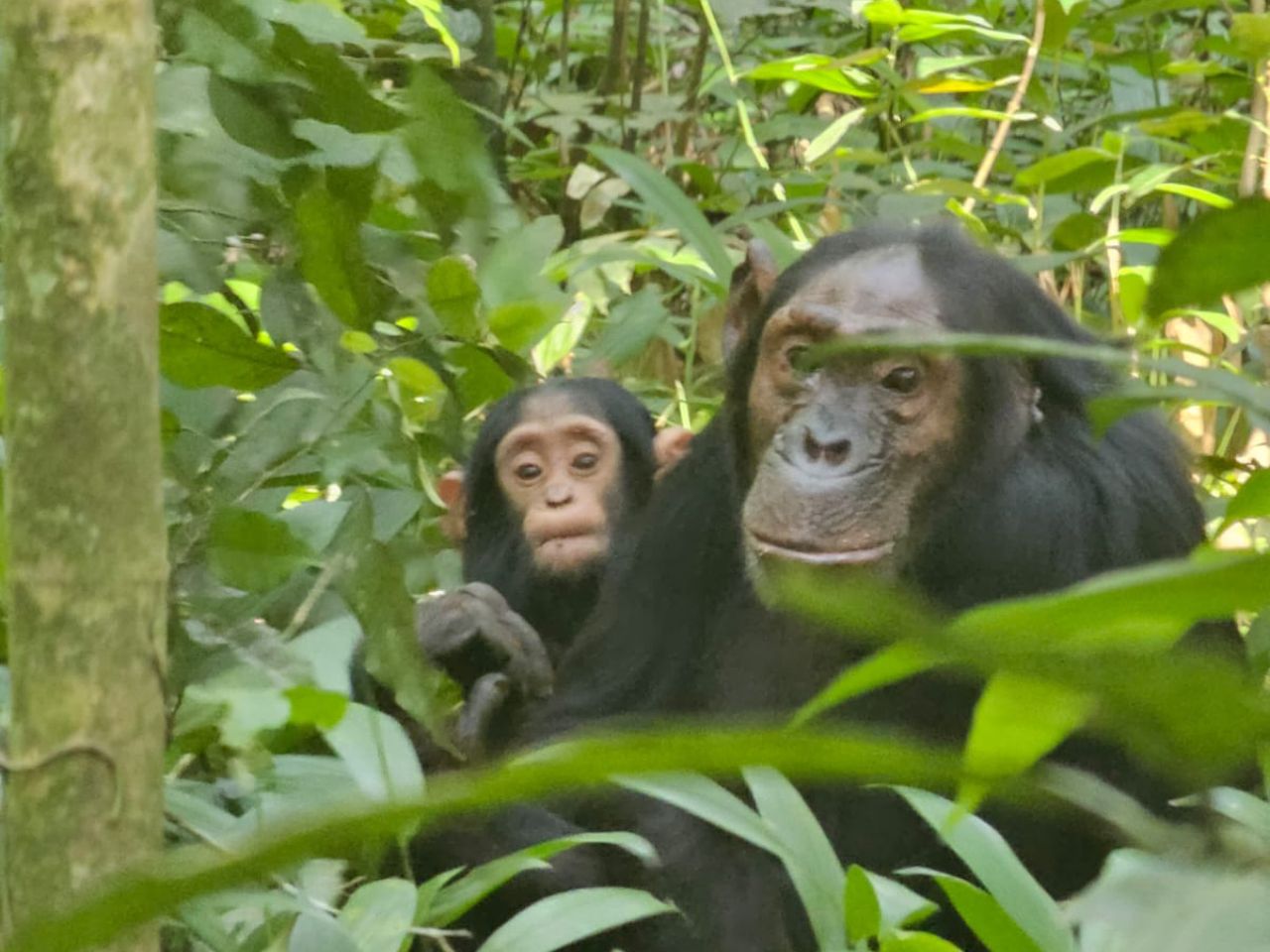 7-Day Uganda and Rwanda: Gorilla trekking and Big five safari