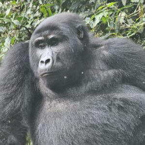 13-Day Uganda Rwanda Burundi Primates Safari