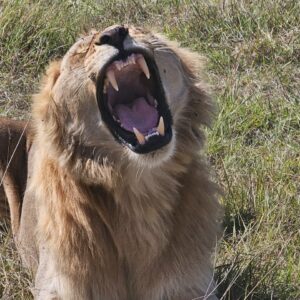 14-Day Big5 Gorillas and Chimpanzee Safari