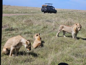 22-Day: Gorillas trekking, Chimpanzee Experiences, Great Migration And Hiking