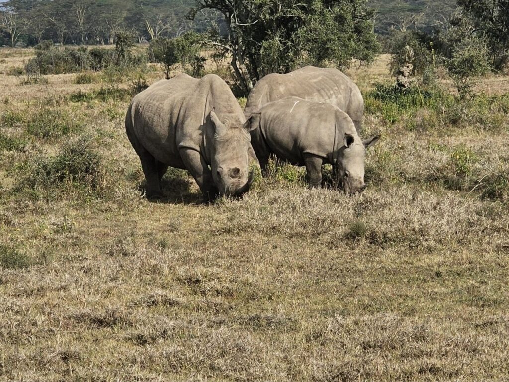 22-Day Gorillas Chimpanzees Great Migration And Hiking - Image 14
