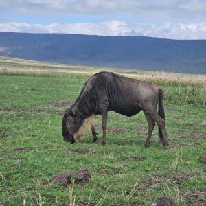22-Day Gorillas Chimpanzees Great Migration And Hiking
