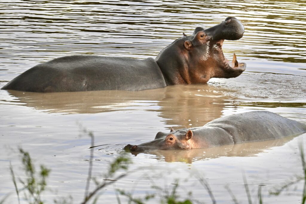 14-Day Gorilla trekking and great migration safari - Image 9