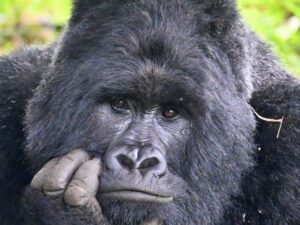 3-Day Uganda: Gorilla Trekking Experience At Bwindi forest