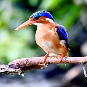 8-Day Uganda Murchison Falls Chimpanzees And Gorilla Trekking