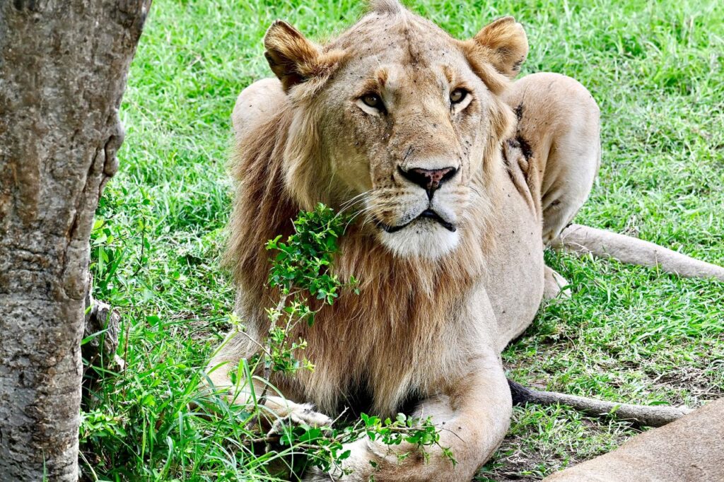 Lion during game drivng at Masai Mara National Reserve