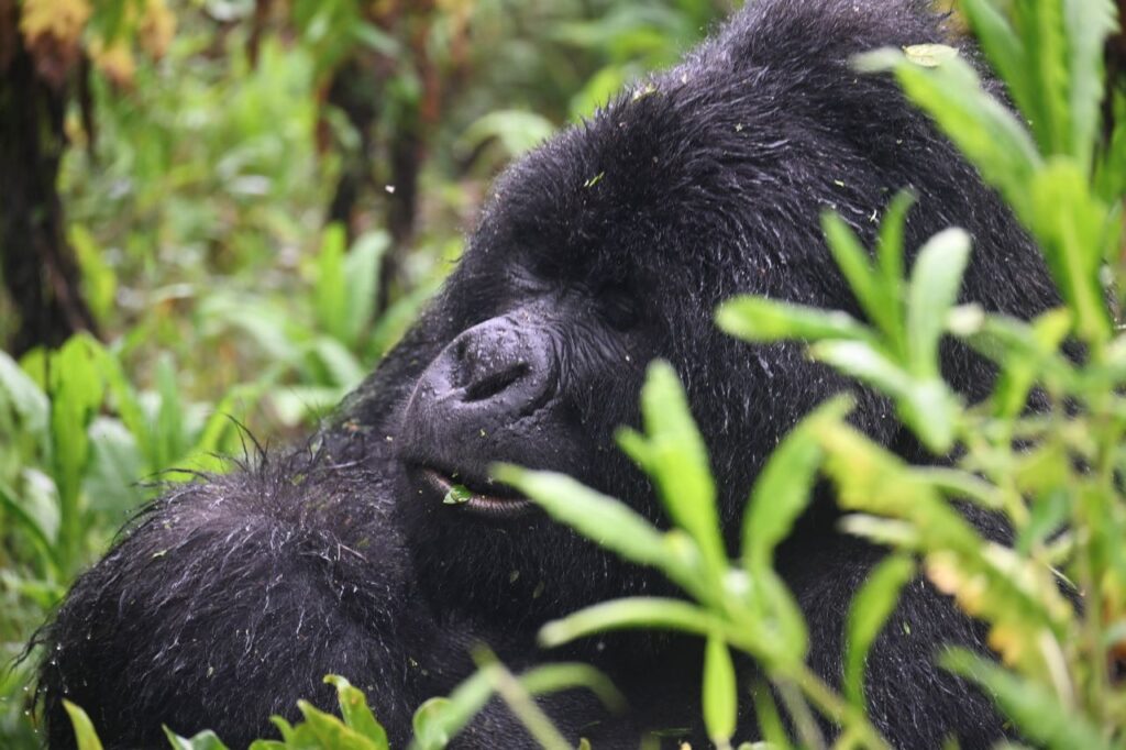 Adult Mountain Gorilla at Bwindi Forest